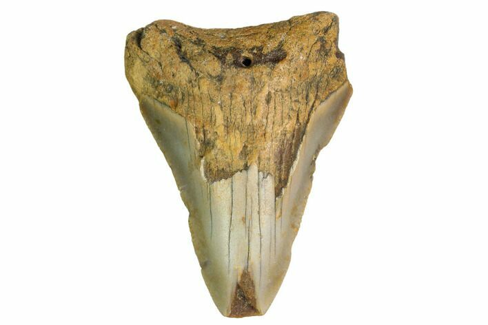 Bargain, Megalodon Tooth - North Carolina #152838